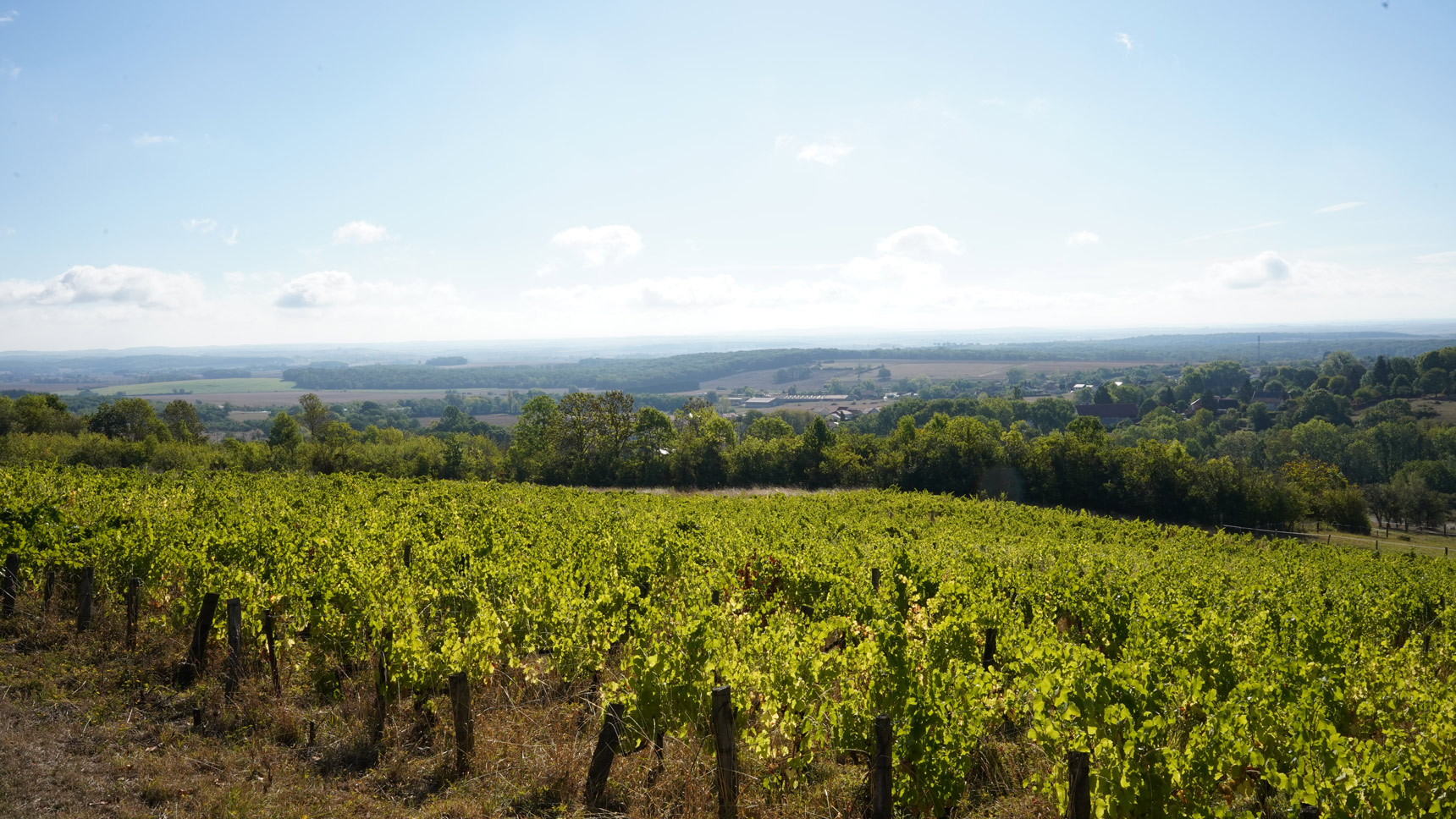 Vignobles Oury-Schreiber à Marieulles-Vezon